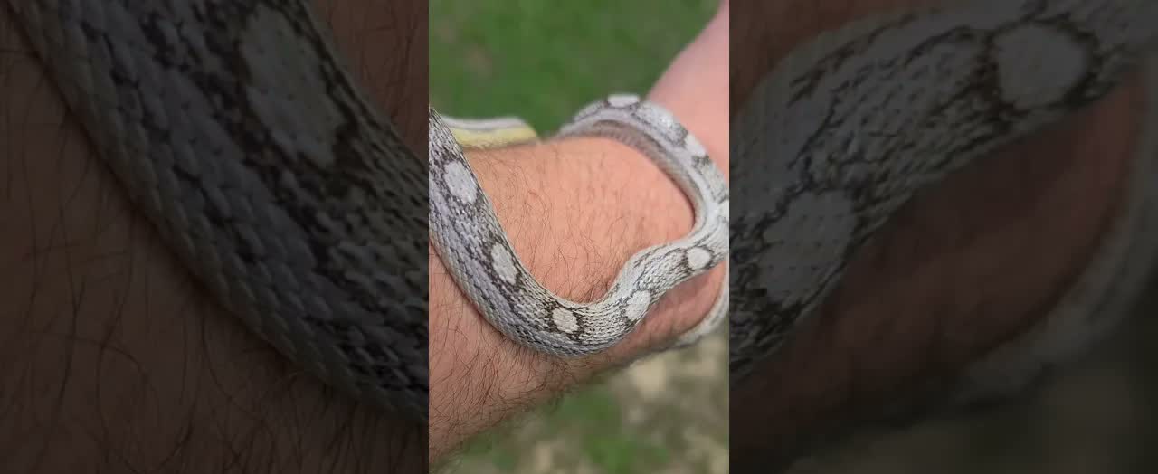 Baby corn snake resting on Steve's hand