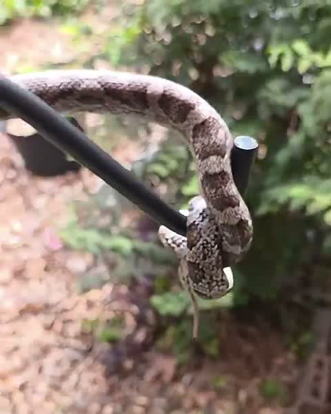 Pewter corn snake (charcoal + diffused) on a hook