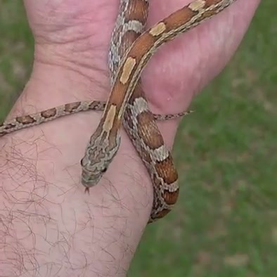 Example listing photo: Miami masque corn snake